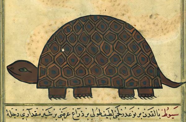 Aladdin Prince Of Thieves Turtle