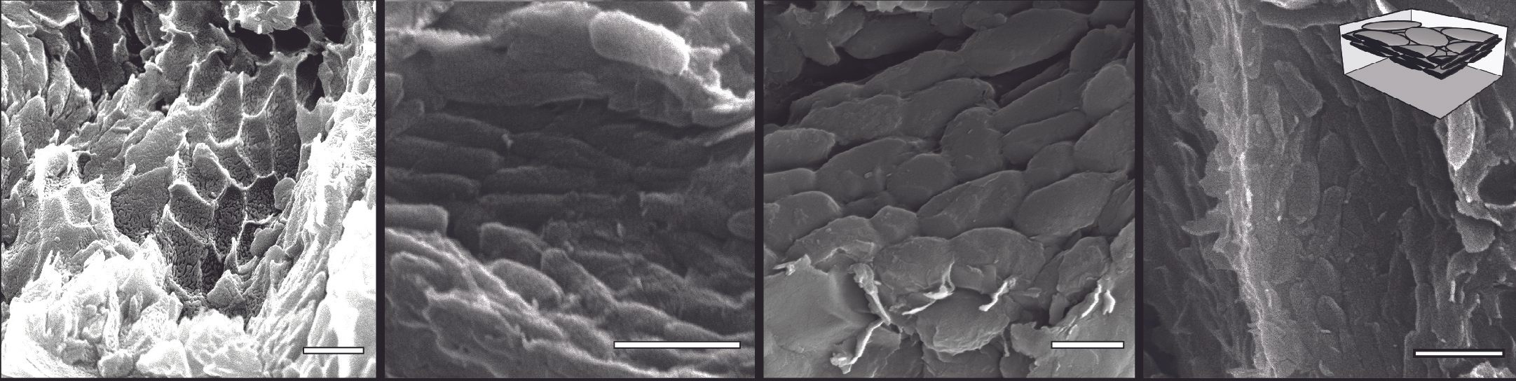 The shapes of melanosomes can help researchers infer coloration.