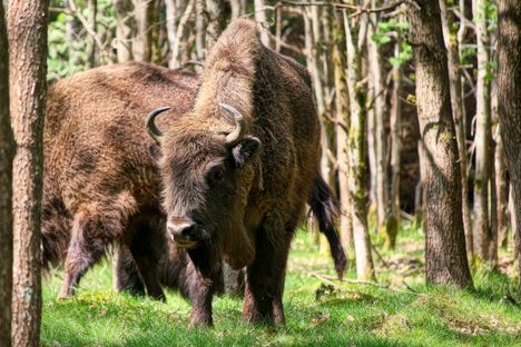 Bison on Bornholm