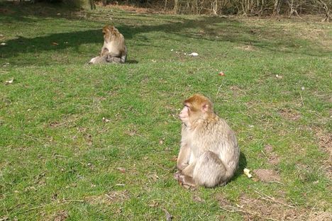 Trentham Monkey Forest