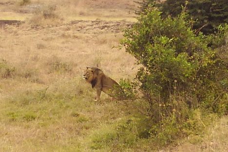 Nairobi National Park