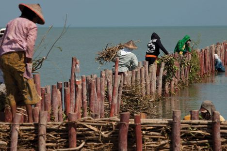 Villagers in the Demak district of Java, Indonesia, help to maintain natural wooden seawalls. 