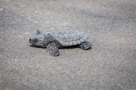 A baby Kemp's ridley sea turtle, one of the first ever born in New York.