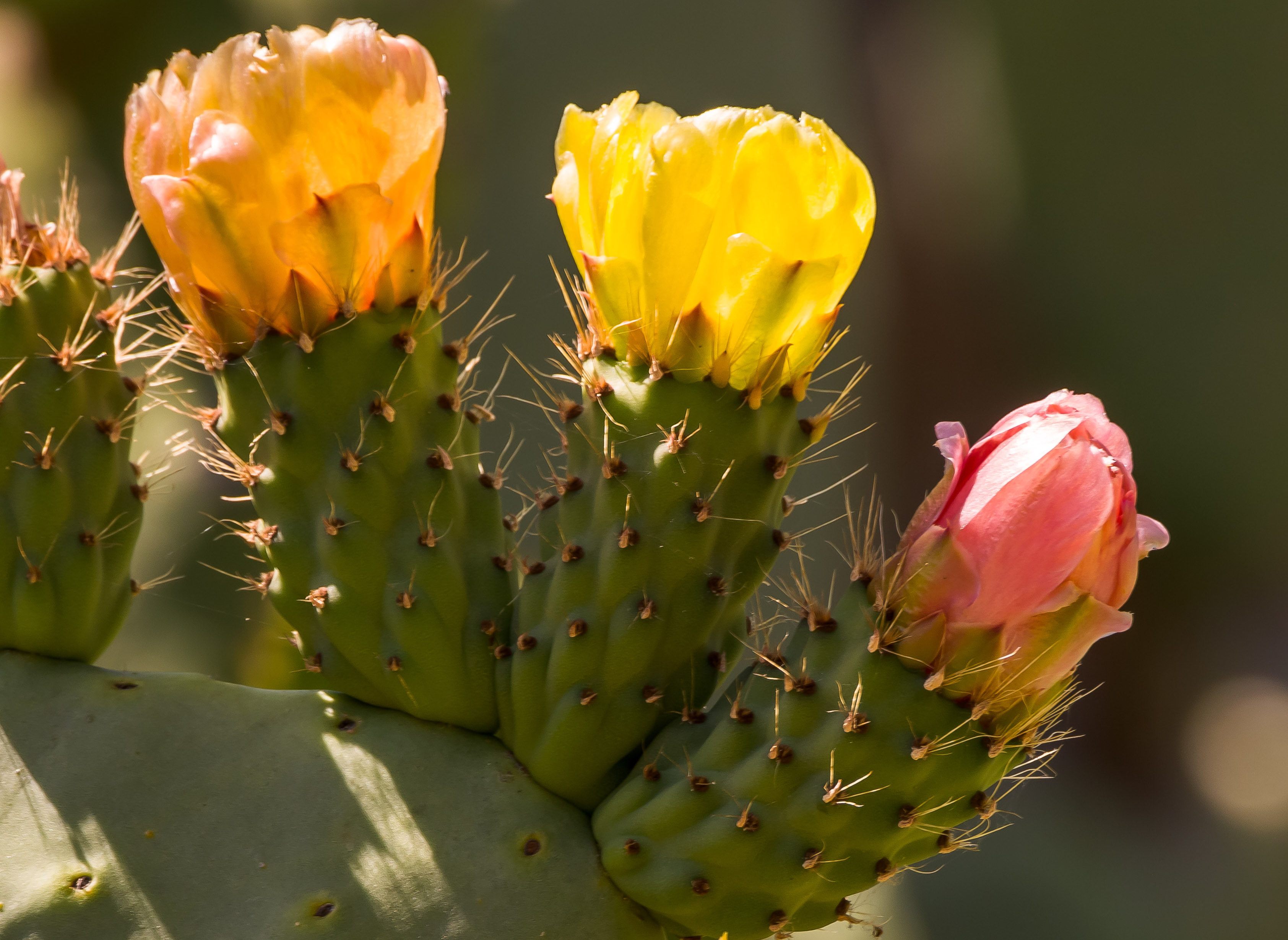 A cacti flowering at the Burbank Home and Gardens.
