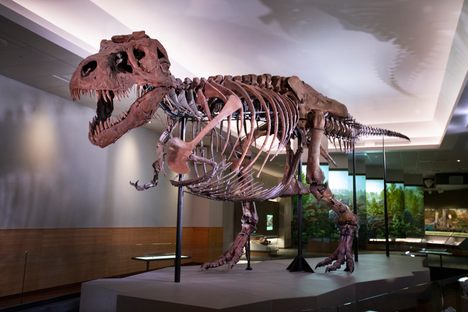 Sue looking at home in their new suite at the Field Museum in Chicago.