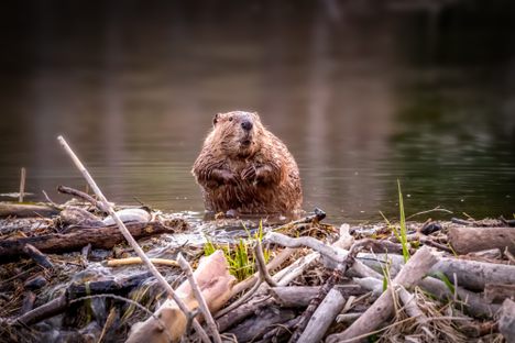 In the American West, preventing wildfires is becoming all the more crucial. Meet one of the helpers. 