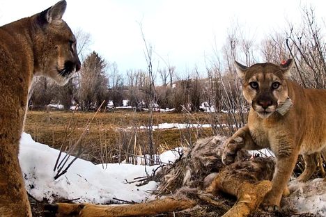Two cougars dine on a carcass in Wyoming.
