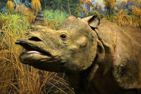 Closeup of one of the rhinos. 