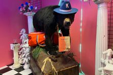 Cocaine Bear in Kentucky for Kentucky