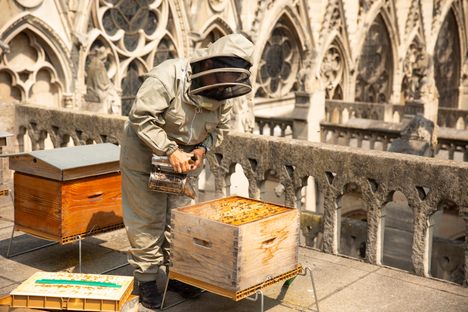Sibyle Moulin, a beekeeper, cares for the bees on this storied roof.