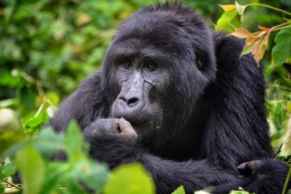 A snacking gorilla.