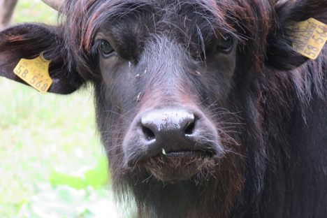 Tegel Creek Water Buffaloes.