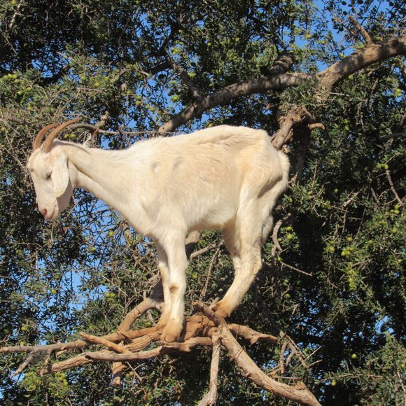 Goats in Trees: A Unique Sight in Morocco 
