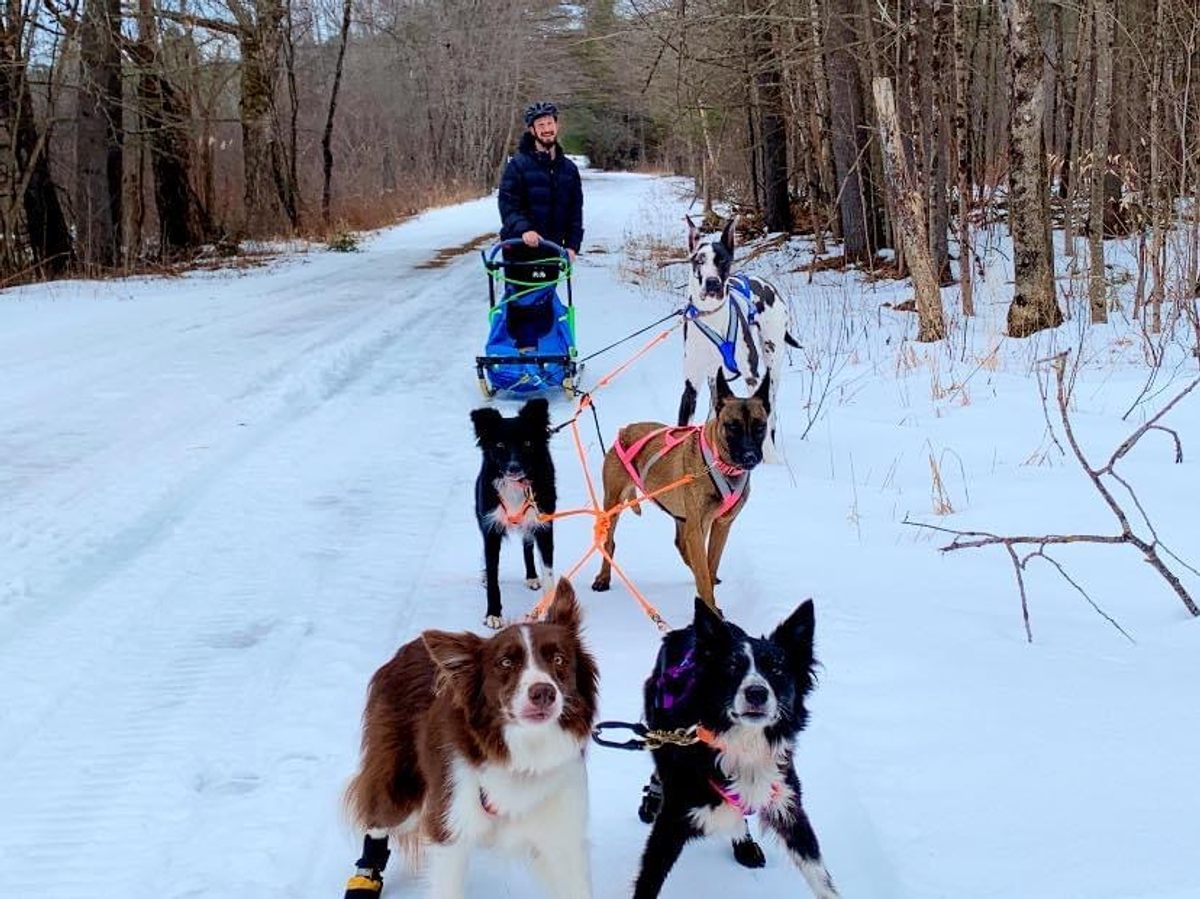 how much weight can a team of sled dogs pull