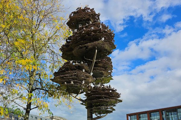 The Tree of Remembrance with pigeons roosting in it.