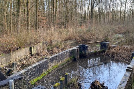 Waterloopbos 