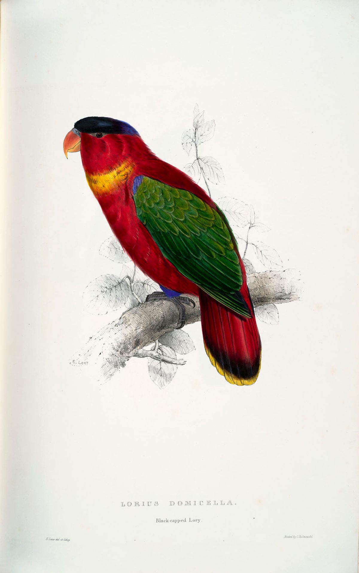 Lear eventually got the black-capped lory right.