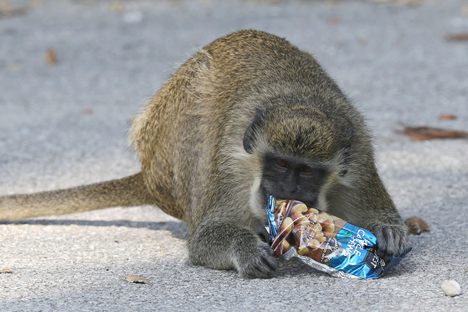 A wild vervet monkey, native to Africa, dines near the Fort Lauderdale International Airport rental car area in 2021. 