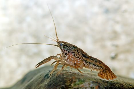 Marmorkrebs are now so common in Madagascar that they threaten native species.