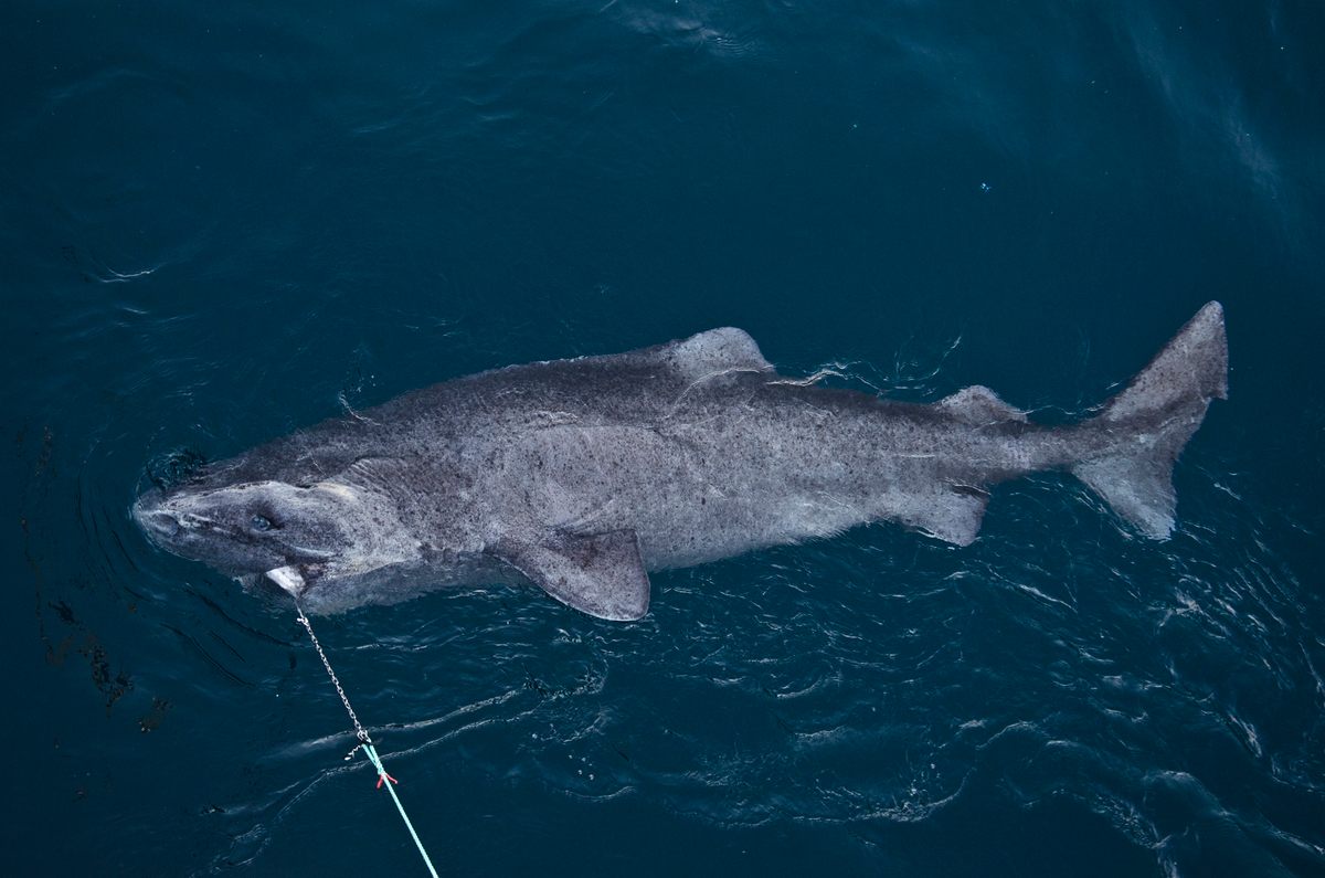 Wildlife in Greenland: Fish