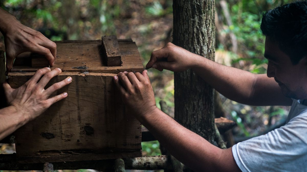 Cab checks on his hives periodically, to monitor their health and harvest some honey.
