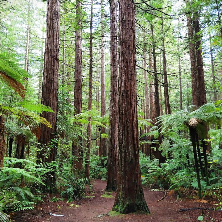 Redwood forest in Rotorua