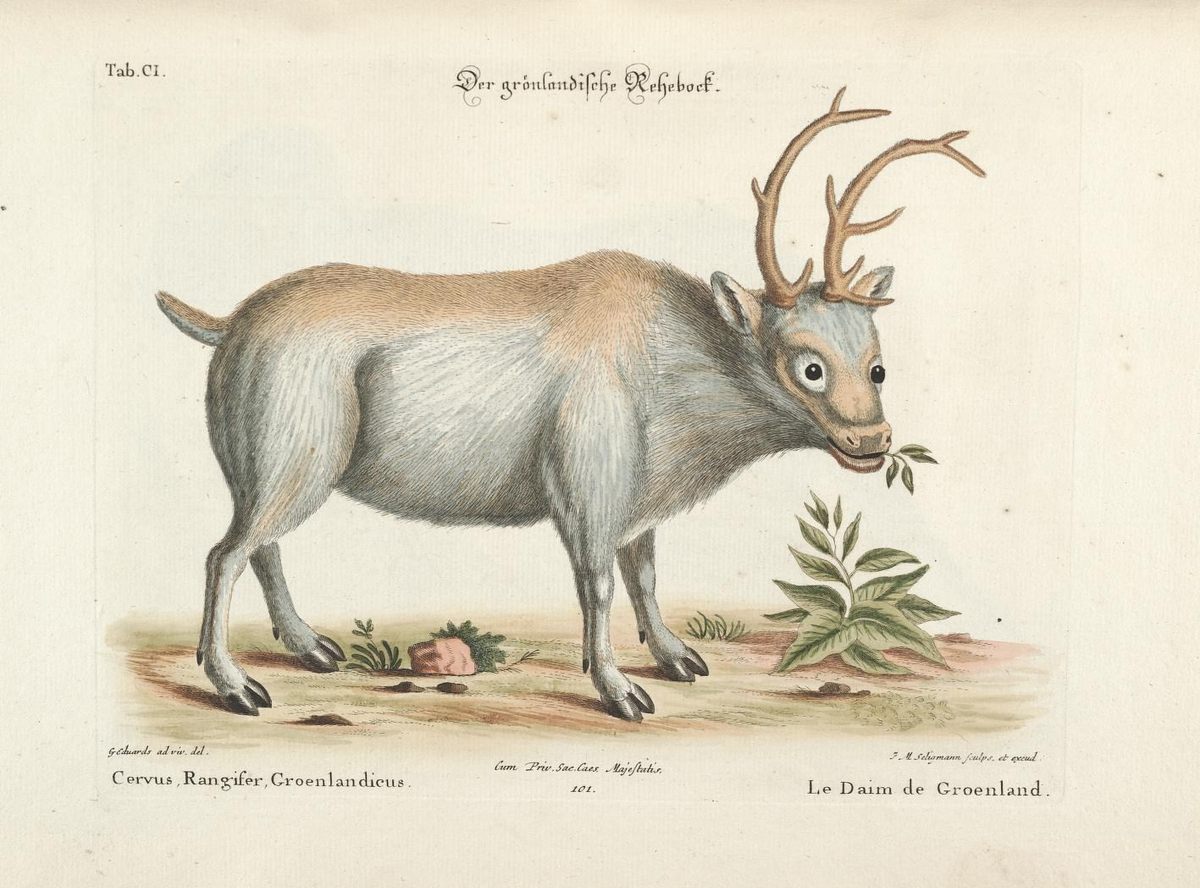 A rather dazed-looking reindeer, by an 18th-century Dutch illustrator.
