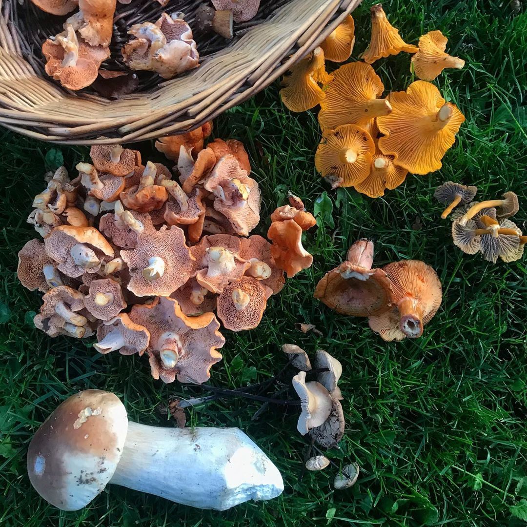 Mushrooms are common fodder for foraging in Denmark's woodlands.