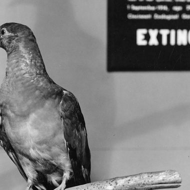 Martha, taxidermied