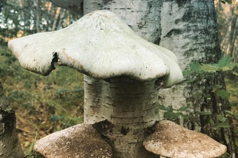 Tinder Fungus