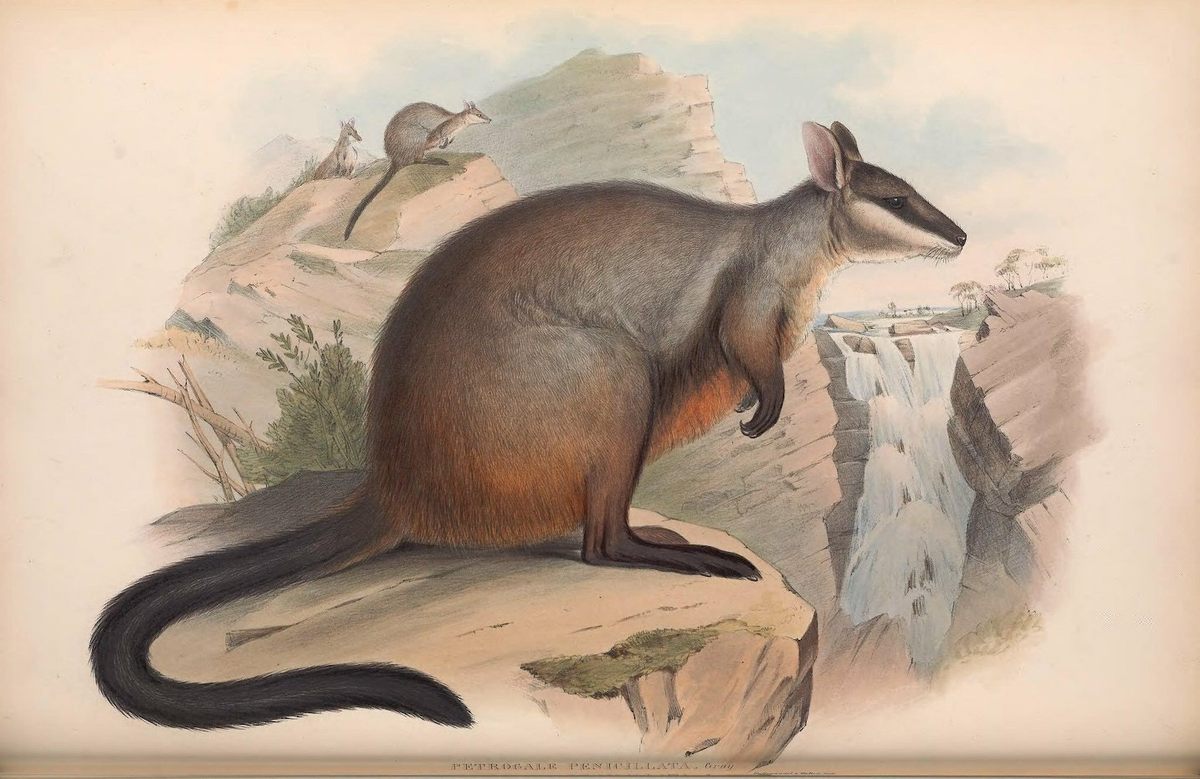 The brush-tailed rock wallaby, afflicted by the recent bushfires, received aid when Australian authorities air-dropped carrots and other sustenance.