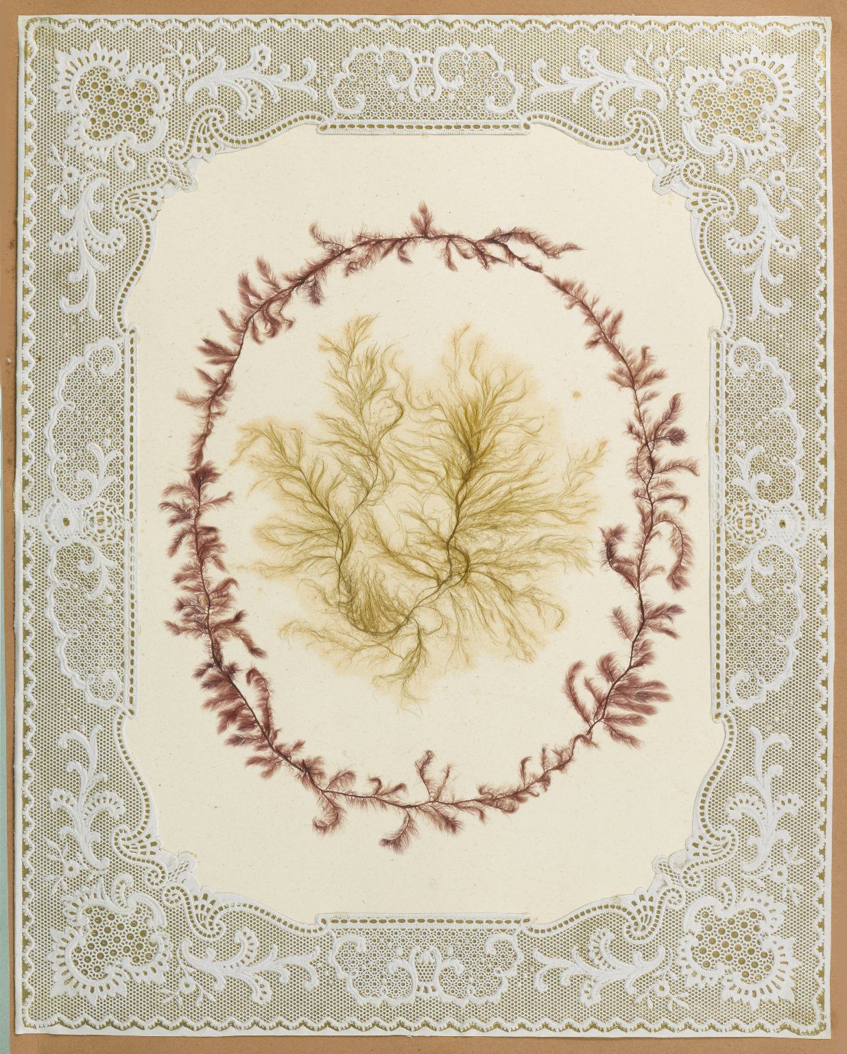 victorian seaweed scrapbook