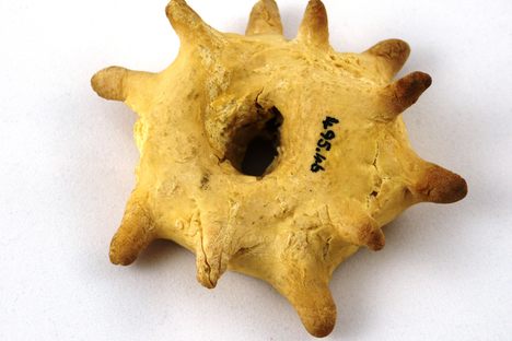 A witch cake from the village of Bempton, which collector William Clarke dated to 1850.