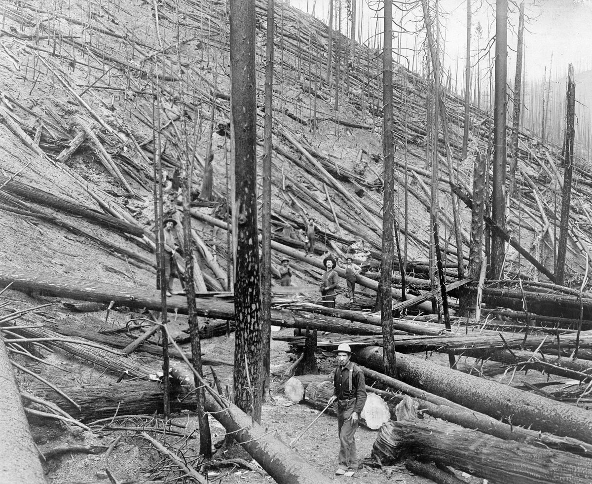 In August 1910, the megafire known as "the Big Burn" blazed across Idaho and other states. It was powerful enough to generate its own weather, including hurricane-force winds that destroyed this stand of white pine in Coeur d'Alene National Forest.