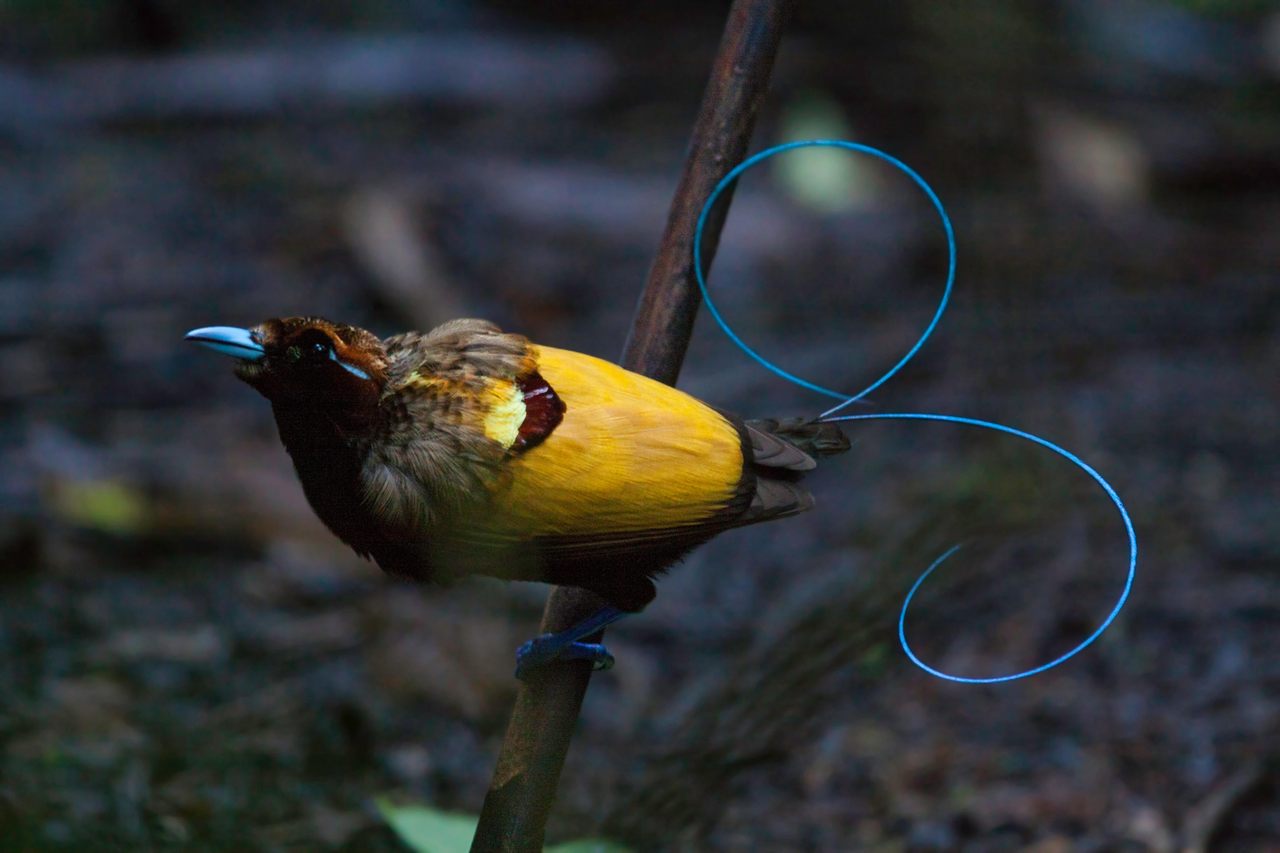 The male magnificent bird-of-paradise (<em>Diphyllodes magnificus</em>) is known for its bright blue curly tail.