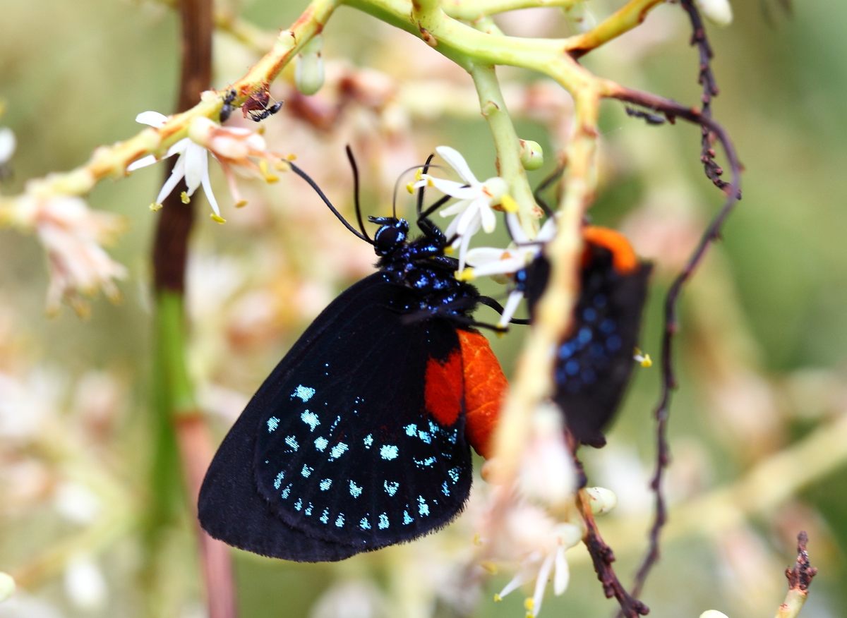 An <em>Atala</em> butterfly, native to the area, thrives in the restored habitat.