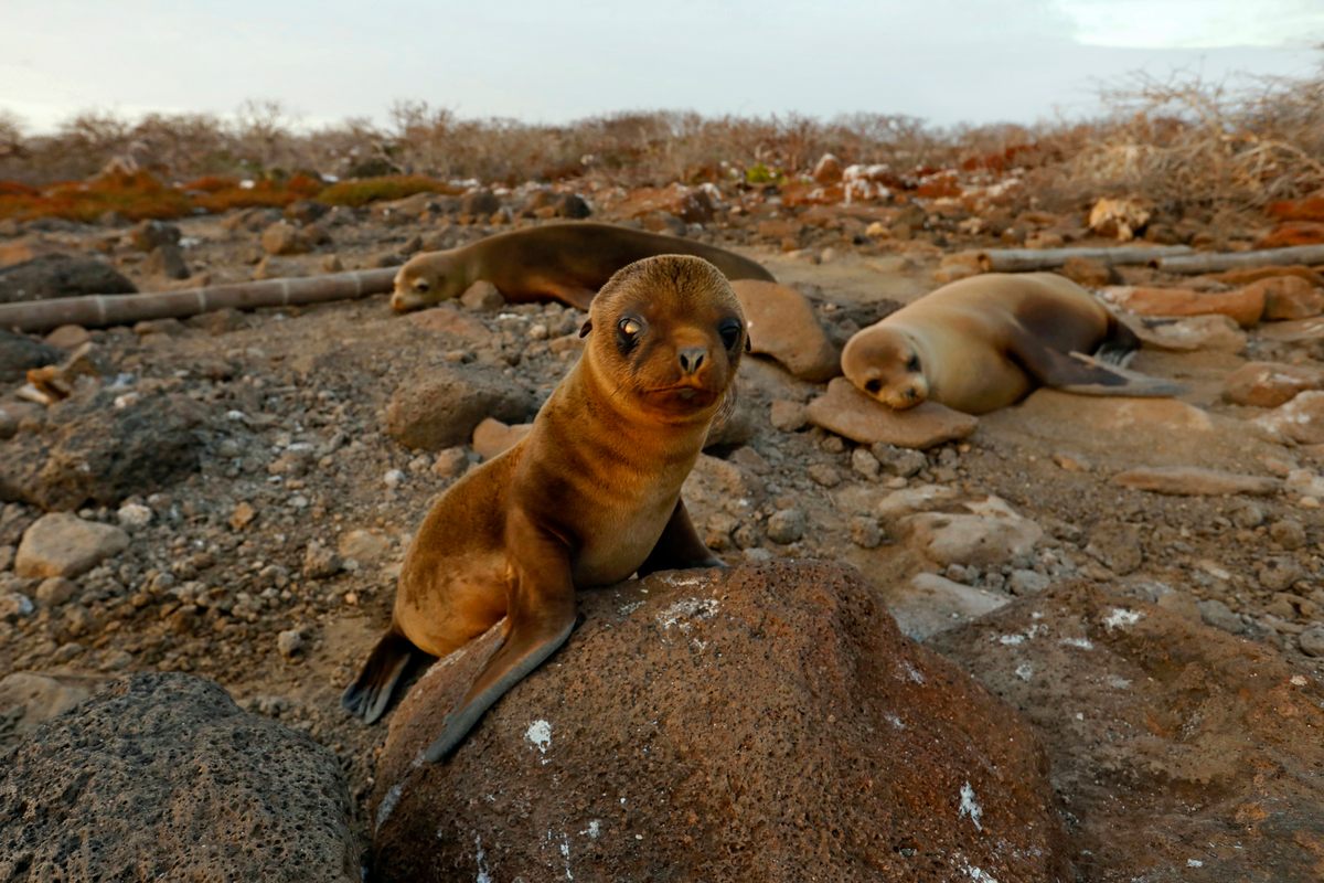 This baby sea lion is having his first encounter with a human on North Seymour Island.
