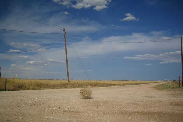 A tumbleweed prepares to make its move.