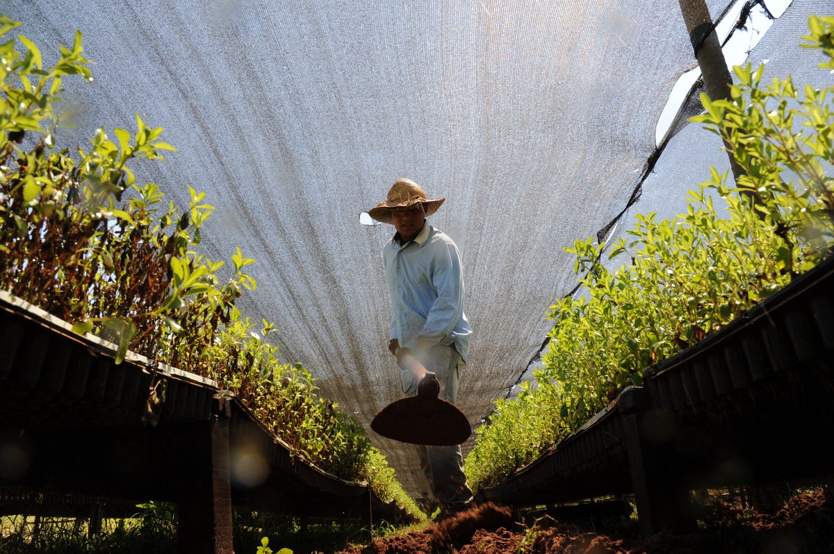 The Guaraní are not involved in the stevia plantations that have arisen to meet global demand.