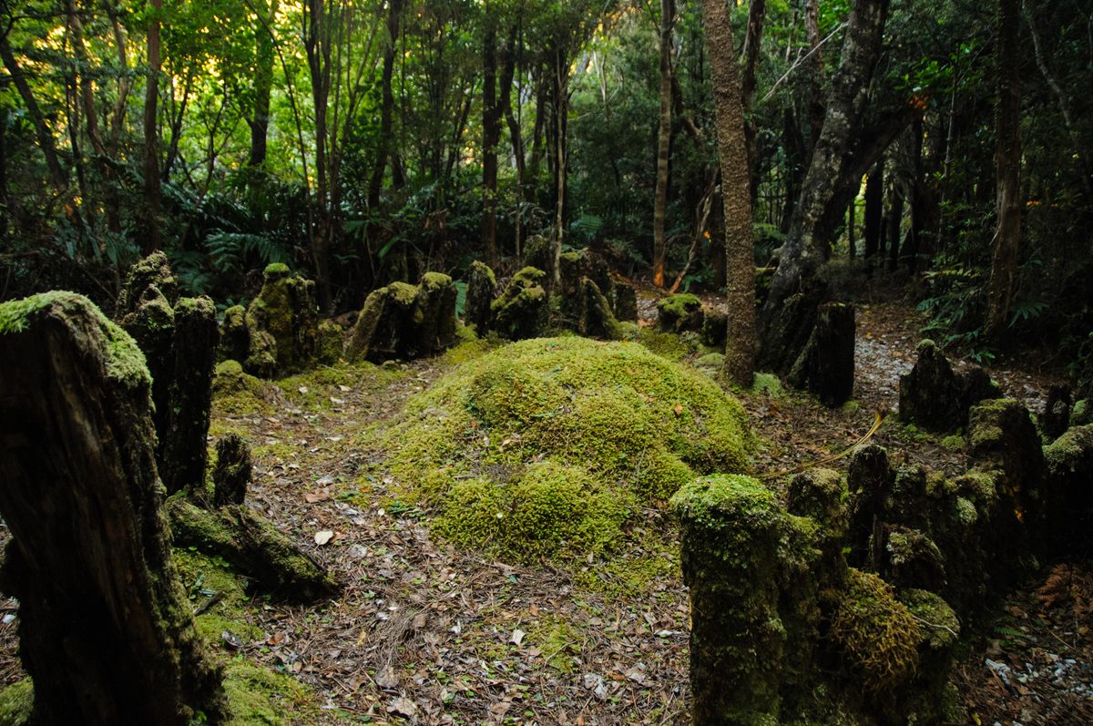 The remnants of a bird pen Henry used to collect kākāpōs.