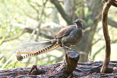 A male Superb Lyrebird