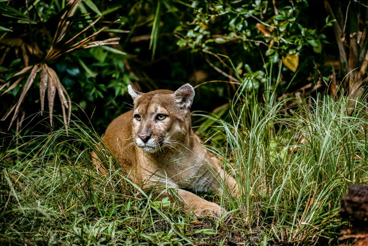 A panther at the Refuge, bracketed by palms.