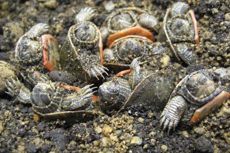 Painted turtle hatchlings can spend a winter burrowed in the sand where they're born, and freeze tolerance helps them survive it.