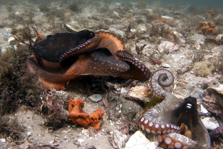 There's octopus flying in Boston! 