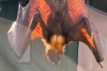 Malayan Flying Fox