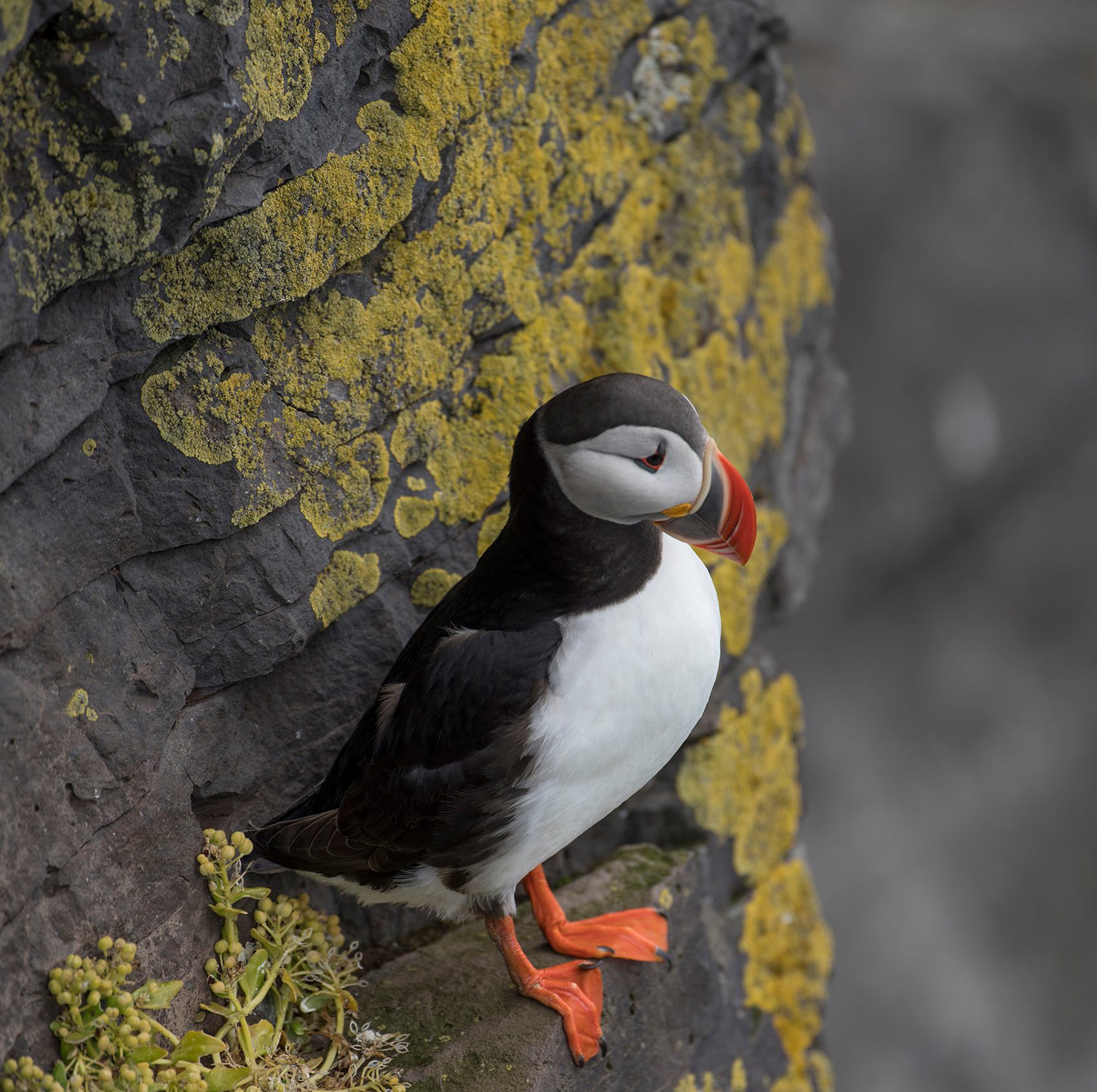 A puffin at the Látrabjarg Cliffs. 