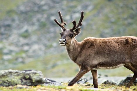 Reindeer May Not Be Able to Fly, But They Do Have Ultraviolet Vision