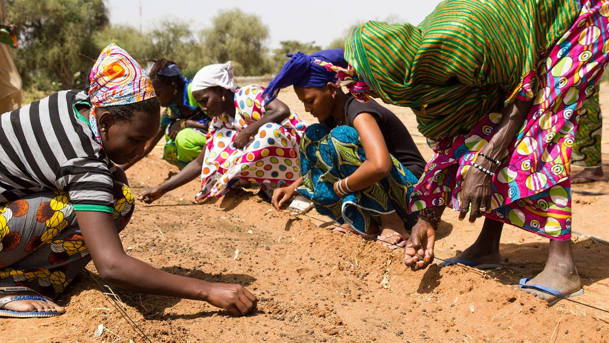A succession of small, productive gardens that integrate traditional practices, rather than monolithic agroforestry projects, may be the key to the Great Green Wall's sucess.