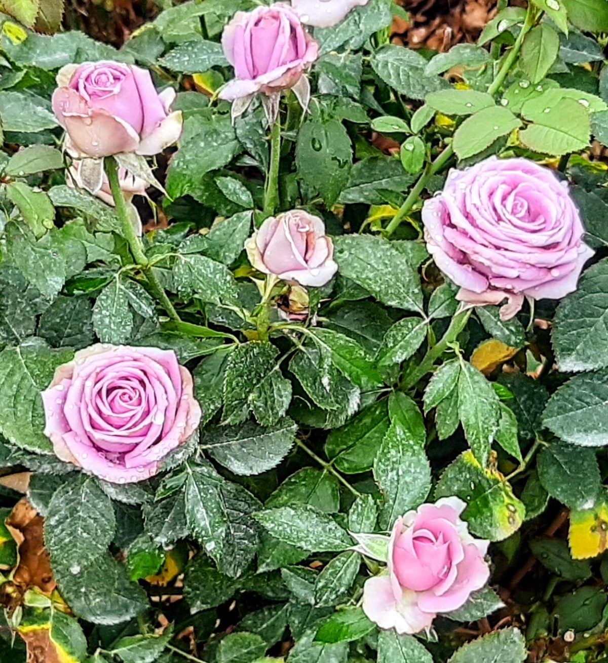 Ohio Roses Columbus Park of Roses – Columbus, Ohio - Atlas Obscura