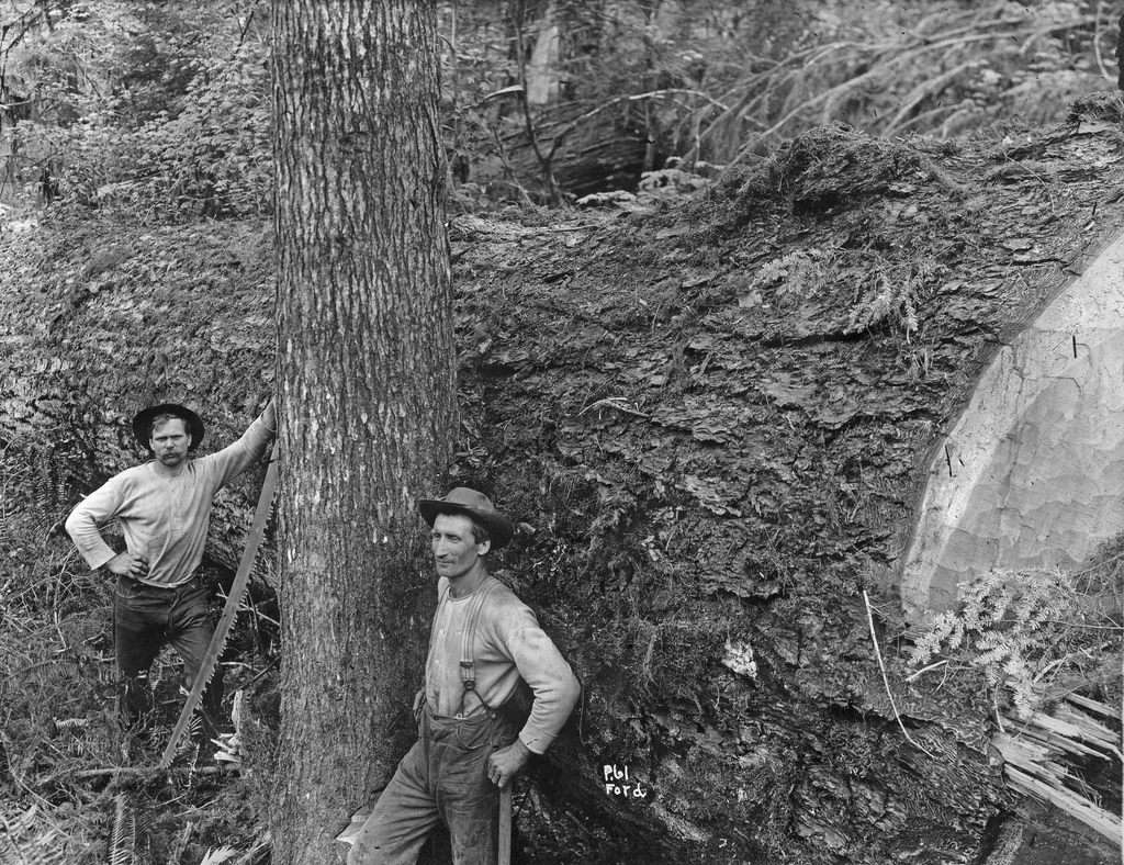 Vintage Photos of Lumberjacks and the Giant Trees They Felled